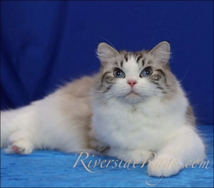 Exploring the Myth of Ragdoll Cats’ Hypoallergenic Qualities