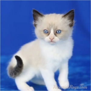 Harmony in Diversity: Pairing a Male Ragdoll Cat with a Female  Ragdoll Kitten
